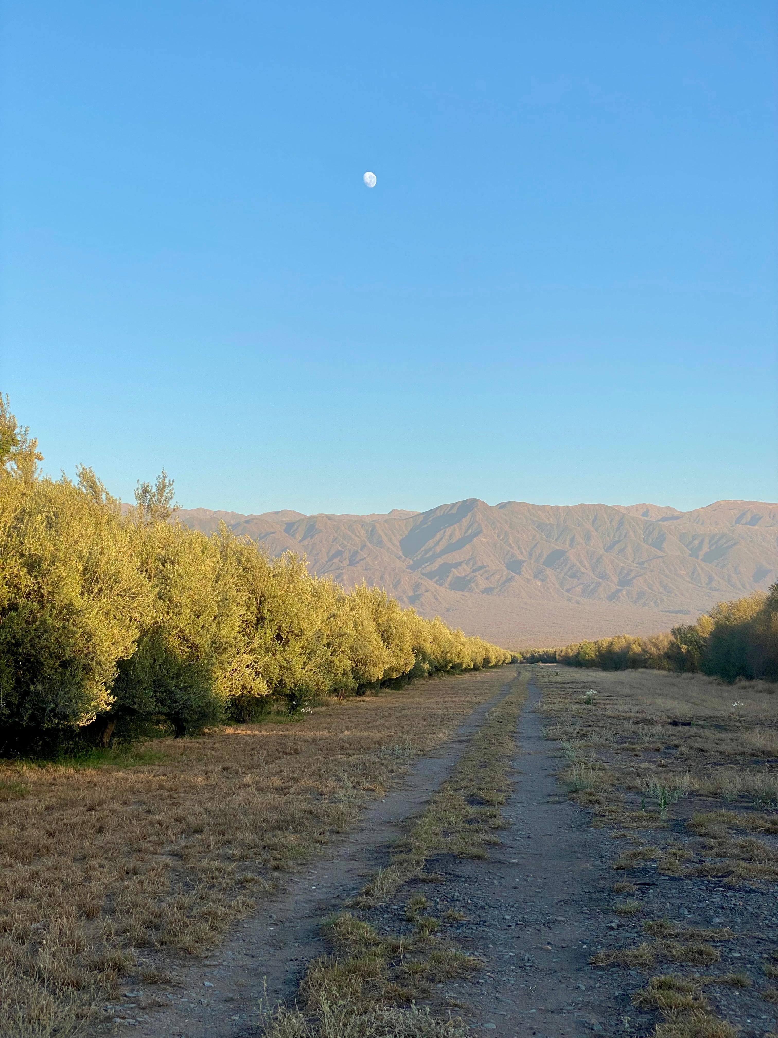Producción de aceite de oliva